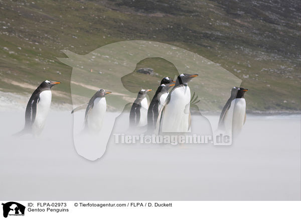 Eselspinguine / Gentoo Penguins / FLPA-02973