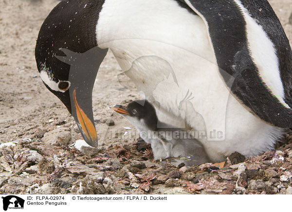 Gentoo Penguins / FLPA-02974