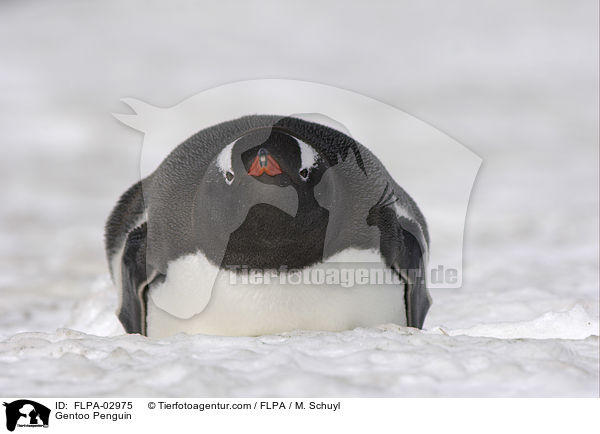 Eselspinguin / Gentoo Penguin / FLPA-02975