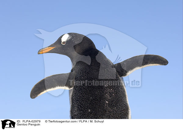 Gentoo Penguin / FLPA-02979