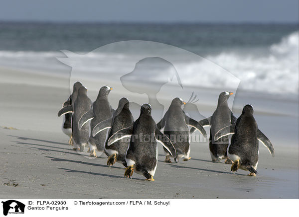 Eselspinguine / Gentoo Penguins / FLPA-02980