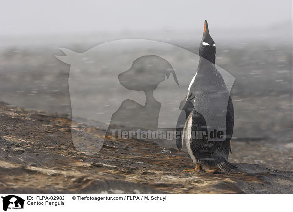 Eselspinguin / Gentoo Penguin / FLPA-02982