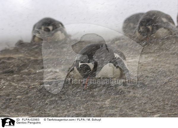 Eselspinguine / Gentoo Penguins / FLPA-02983