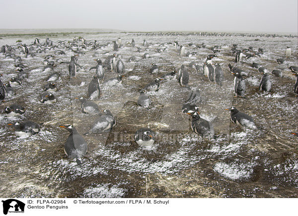 Eselspinguine / Gentoo Penguins / FLPA-02984