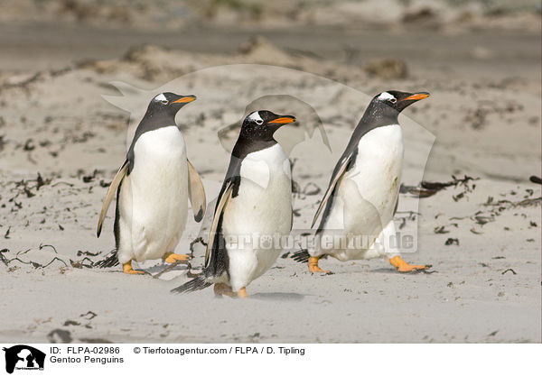 Eselspinguine / Gentoo Penguins / FLPA-02986
