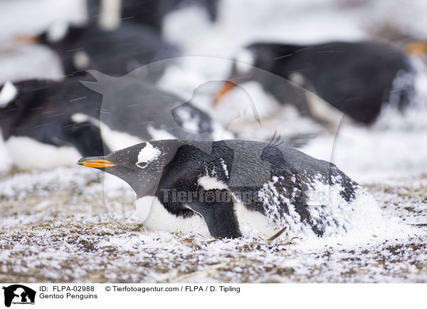 Gentoo Penguins / FLPA-02988