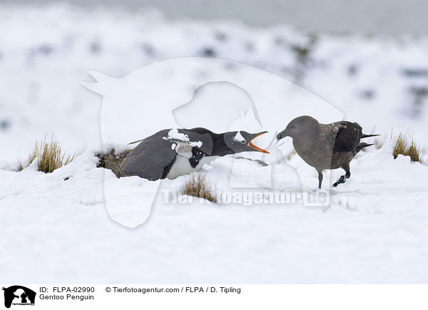 Eselspinguin / Gentoo Penguin / FLPA-02990