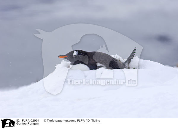 Eselspinguin / Gentoo Penguin / FLPA-02991