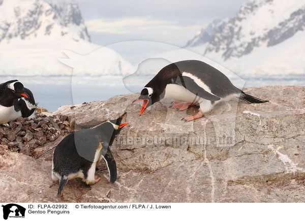 Eselspinguine / Gentoo Penguins / FLPA-02992