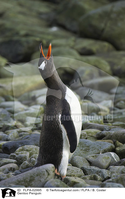 Eselspinguin / Gentoo Penguin / FLPA-02995