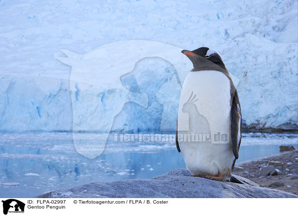Gentoo Penguin / FLPA-02997