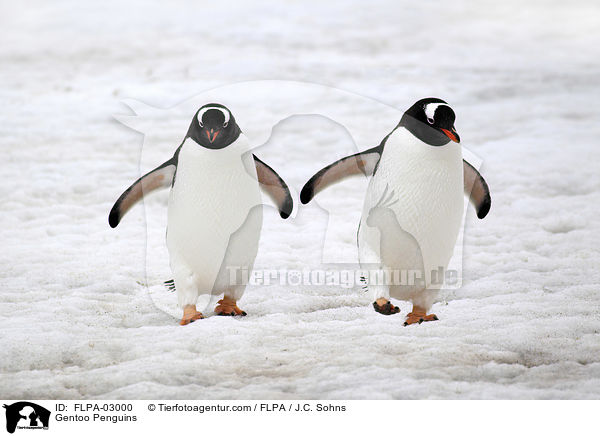 Gentoo Penguins / FLPA-03000