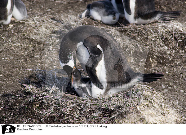 Eselspinguine / Gentoo Penguins / FLPA-03002