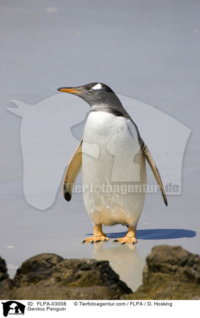 Gentoo Penguin / FLPA-03008