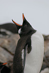 gentoo penguin