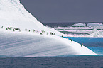 Gentoo Penguins