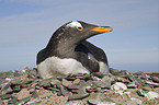 Gentoo Penguin