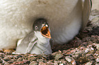 Gentoo Penguins