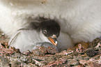 Gentoo Penguins