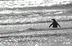 Gentoo Penguin