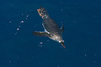 Gentoo Penguin