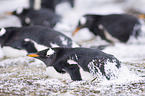 Gentoo Penguins