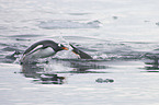 Gentoo Penguins