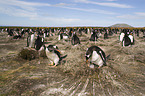 Gentoo Penguins