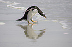 Gentoo Penguin