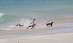 Gentoo Penguins