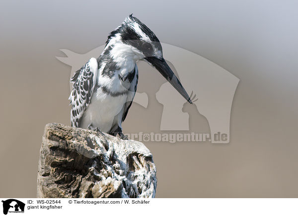 giant kingfisher / WS-02544