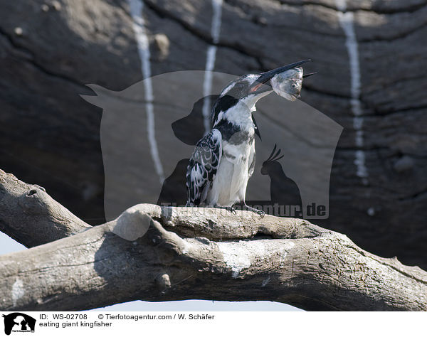 eating giant kingfisher / WS-02708