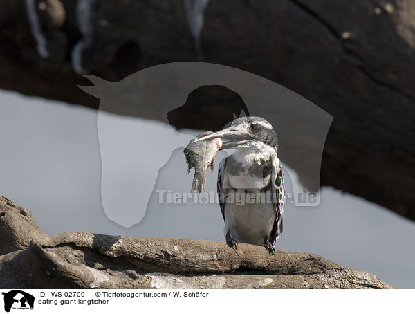 eating giant kingfisher / WS-02709