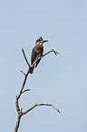 giant kingfisher