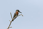 giant kingfisher