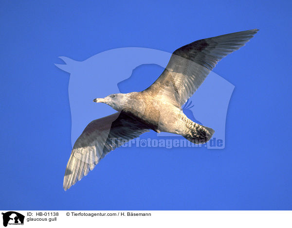 glaucous gull / HB-01138