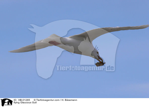 Eismwe im Flug / flying Glaucous Gull / HB-01285