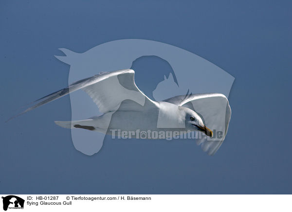 flying Glaucous Gull / HB-01287