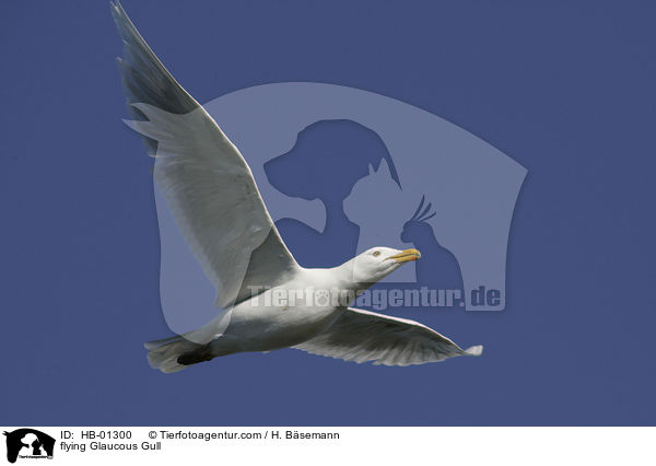 flying Glaucous Gull / HB-01300