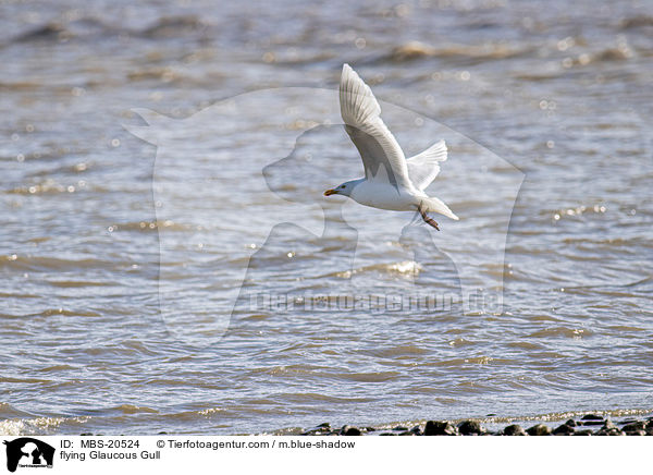 fliegende Eismwe / flying Glaucous Gull / MBS-20524