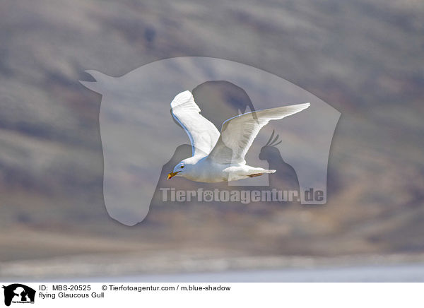 flying Glaucous Gull / MBS-20525