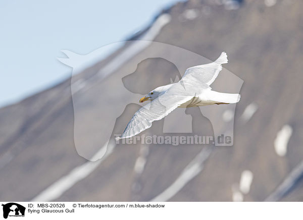 flying Glaucous Gull / MBS-20526