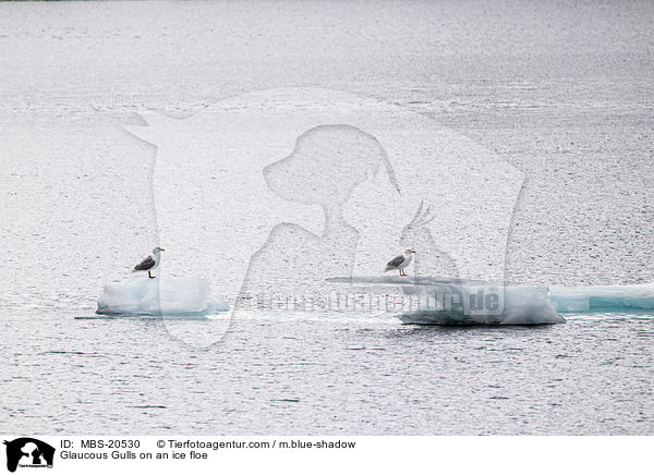 Glaucous Gulls on an ice floe / MBS-20530