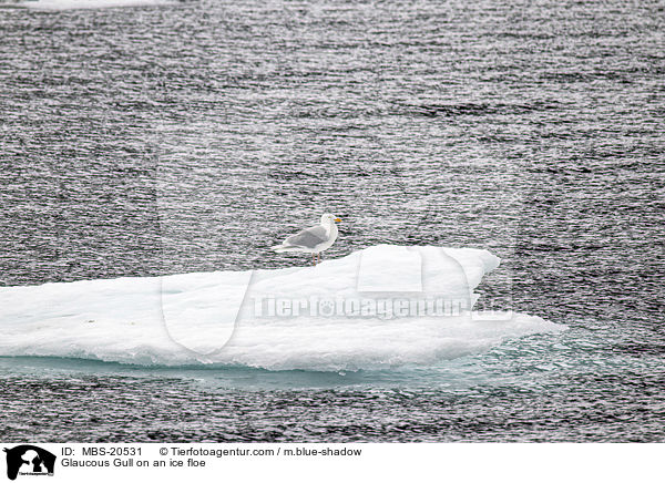 Glaucous Gull on an ice floe / MBS-20531