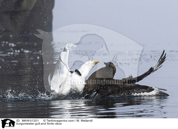 Eismwe und Schmarotzerraubmwe / burgomeister gull and Arctic skua / MAW-01201