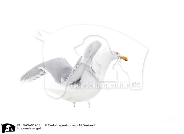 Eismwe / burgomeister gull / MAW-01205