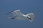 flying Glaucous Gull