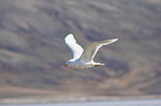 flying Glaucous Gull