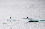 Glaucous Gulls on an ice floe