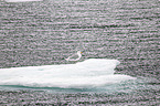 Glaucous Gull on an ice floe
